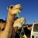 camel_embaba_cai_v_0074_egy0337.jpg